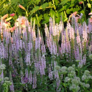 Veronica longifolia 'Pink Damask'