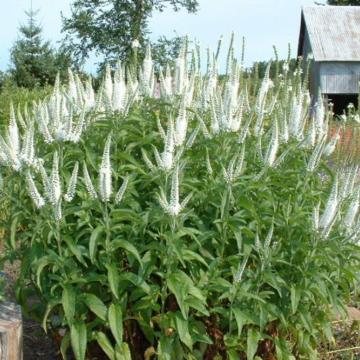 Veronica longifolia 'Schneeriesin'