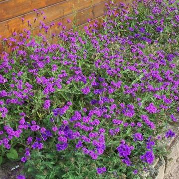 Verbena rigida 'Venosa'