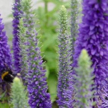 Veronica spicata 'Ulster Dwarf Bleu'