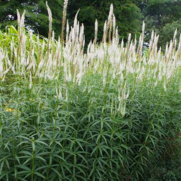 Veronicastrum virginicum 'Diana'