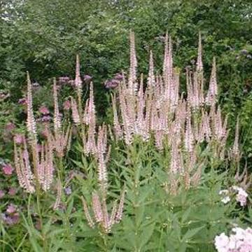Veronicastrum virginicum 'Pink Glow'