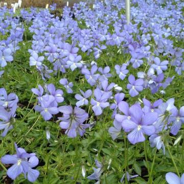 Viola cornuta 'Boughton Blue' Viola cornuta 'Boughton Blue'