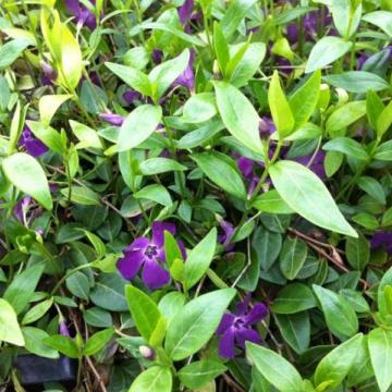 Vinca minor 'Atropurpurea' Vinca minor 'Atropurpurea'