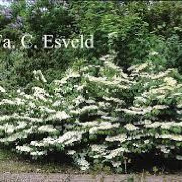 Viburnum plicatum 'Watanabe'
